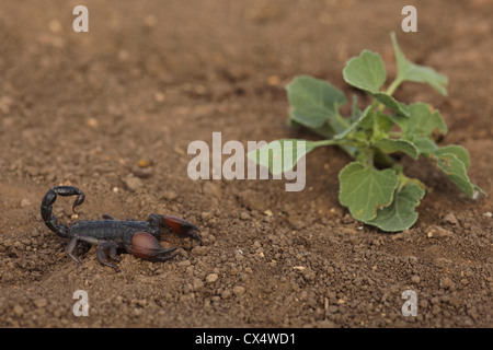 Israeli Black Scorpion (Scorpio maurus) Israel Summer August Stock Photo