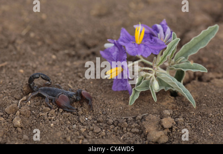 Israeli Black Scorpion (Scorpio maurus) and Silverleaf Nightshade  (Solanum elaeagnifolium)Israel Summer August Stock Photo
