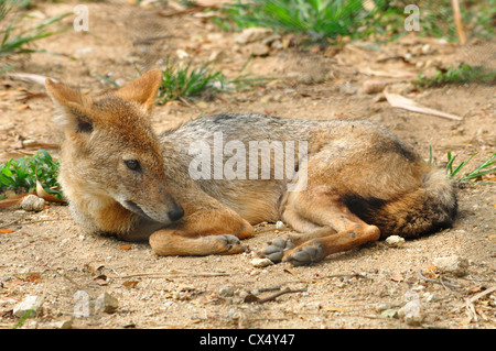 Indian Jackal ( Canis aureus indicus ) Stock Photo