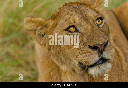 Amboseli National Park Kenya Africa safari close up of lion wild in reserve Amboseli  Stock Photo