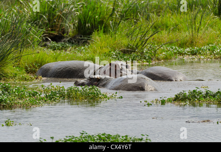 Amboseli National Park Kenya Africa safari hippos wild in reserve Amboseli hippopotamus Stock Photo