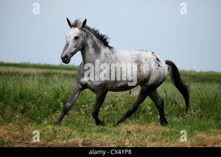 horse Stock Photo