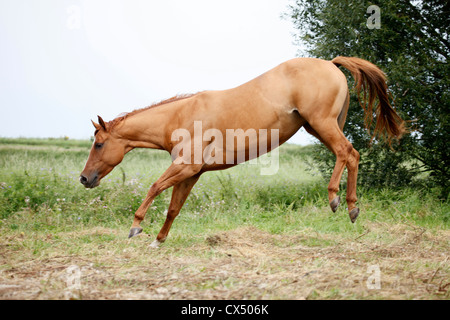 Quarter Horse Stock Photo