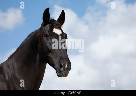 black horse Stock Photo