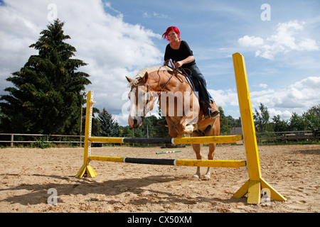 jumping Haflinger horse Stock Photo