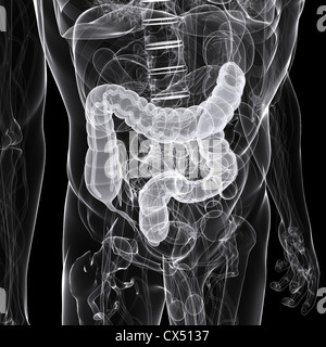 Human colon Stock Photo