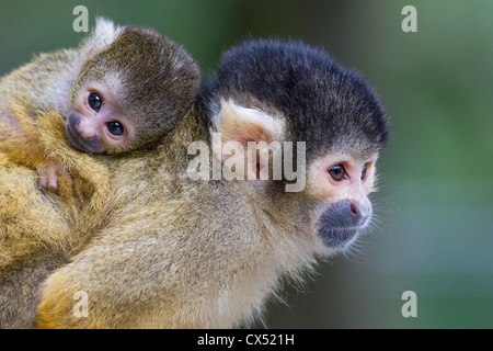 Female Bolivian squirrel monkey (Saimiri boliviensis) carrying young on her back. Stock Photo