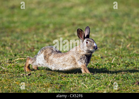 European / common rabbit (Oryctolagus cuniculus) stretching in grassland Stock Photo