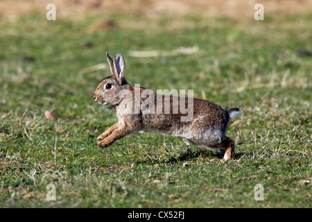 European Rabbits Oryctolagus cuniculus running jumps movement Germany ...