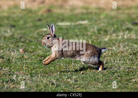 European / common rabbit (Oryctolagus cuniculus) running in grassland, Germany Stock Photo