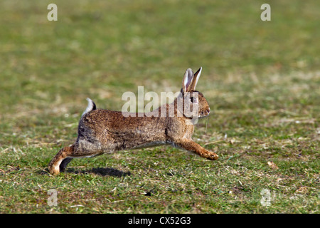 European / common rabbit (Oryctolagus cuniculus) running in grassland, Germany Stock Photo