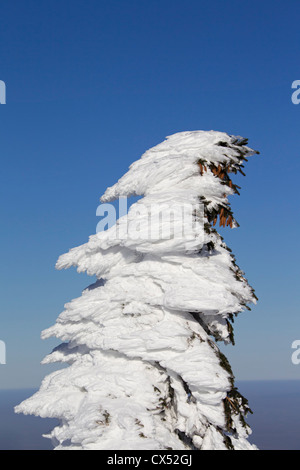 Frozen snow covered spruce tree after snowstorm in winter at Brocken, Blocksberg in the Harz National Park, Germany Stock Photo