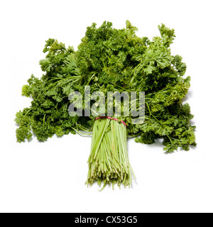 Large bunch of parsley isolated on a white studio background. Stock Photo