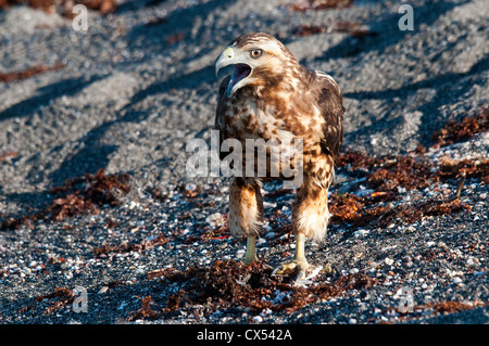 Juvenile Galapagos Hawk (Buteo galapagoensis) Galapagos  Ecuador Pacific Ocean South America Stock Photo