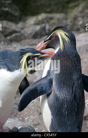 lovelace penguin