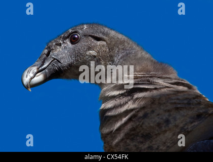 Andean Condor (vultur gryphus) juvenile Stock Photo