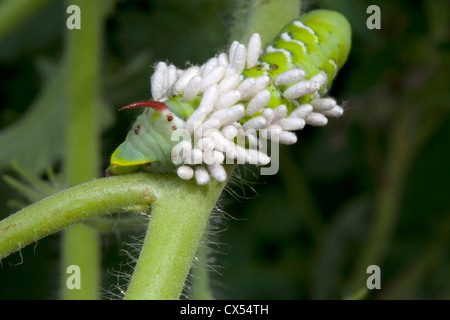 Tomato Hornworm , Manduca , Braconid Wasp Larva Stock Photo - Alamy