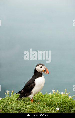 Puffin, Fratercula arctica, on Skomer Island, South Wales Stock Photo