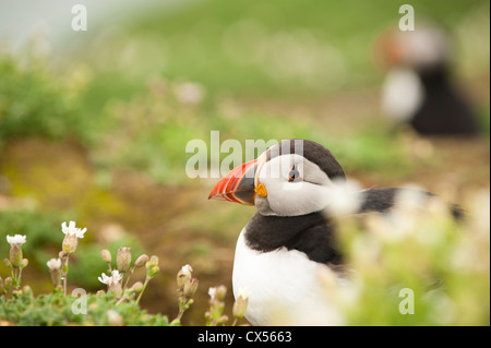 Puffin, Fratercula arctica, on Skomer Island, South Wales Stock Photo