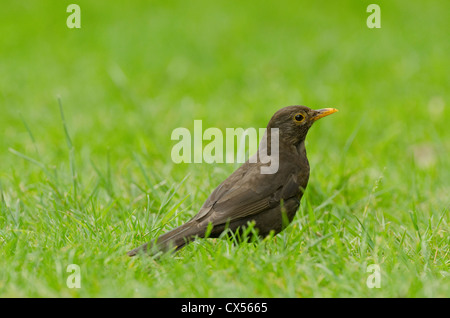 Blackbird (Turdus merula) adult female foraging on grass lawn, Abbots Leigh, North Somerset, United Kingdom Stock Photo