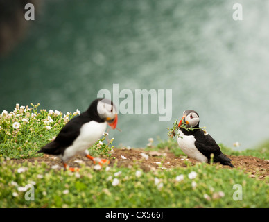 Puffin, Fratercula arctica, with Sea Campion for nest building on Skomer Island, South Wales Stock Photo