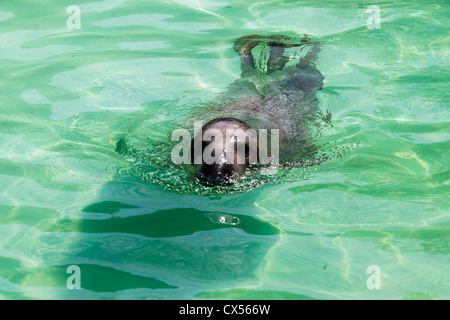 Cute sea lion in the water Stock Photo