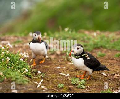 Puffin, Fratercula arctica, with Sea Campion for nest building on Skomer Island, South Wales Stock Photo