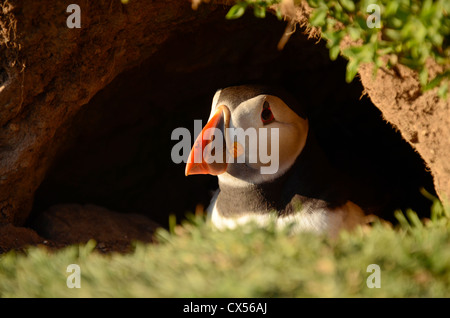 Atlantic Puffin (Fratercula arctica) adult in entrance to nest hole burrow, Skomer Island, Pembrokeshire, United Kingdom Stock Photo