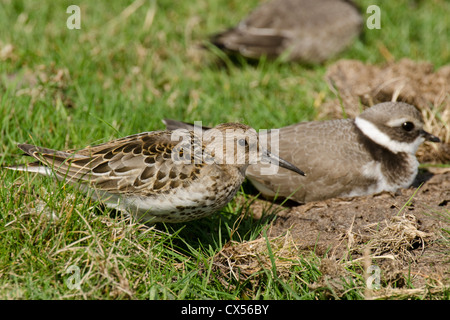 Dunlin (Calidris alpina 'schinzii') and Ringed Plover (Charadrius hiaticula)  wader roost in a field, Gloucester,United Kingdom, Stock Photo
