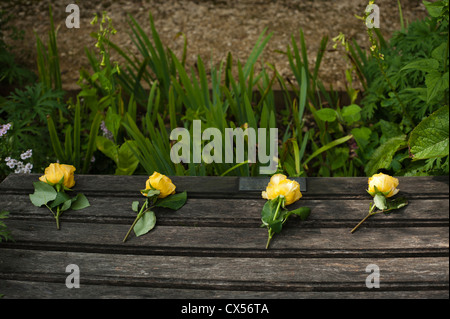 Four yellow roses on a garden bench Stock Photo