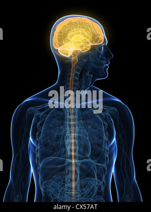 Human head and brain anatomy on medical background. 3d illustration ...