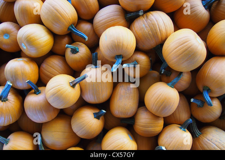 Top view of many mini pumpkins Stock Photo