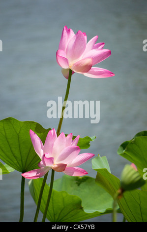 Lotus flower in Beijing lake, China Stock Photo