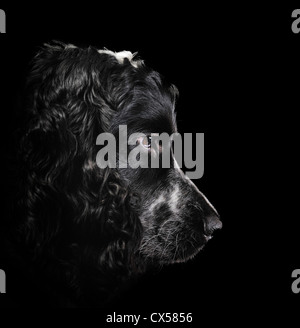 Cocker spaniel with blue roan markings on black background with intense concentration. Stock Photo