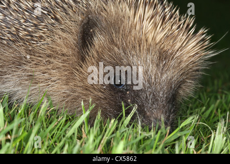 Hedgehog infested with ticks Stock Photo