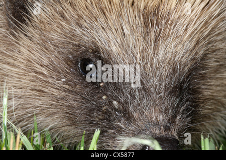 Hedgehog infested with ticks Stock Photo