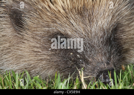 Hedgehog infested with ticks Stock Photo