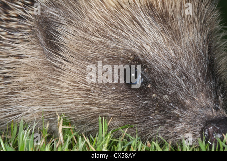 Hedgehog infested with ticks Stock Photo