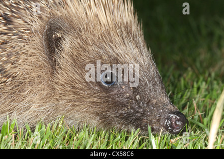 Hedgehog infested with ticks Stock Photo