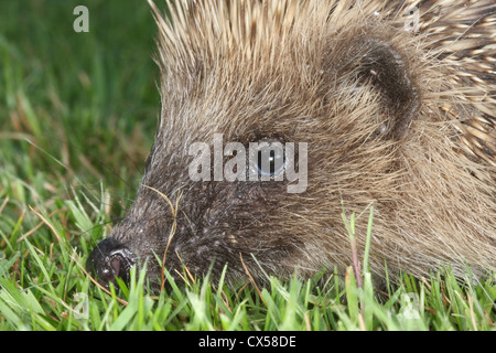 Hedgehog infested with ticks Stock Photo