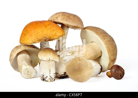Some porcini mushrooms isolated on white background. Clipping path included. Stock Photo