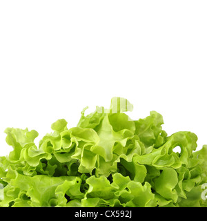Fresh lettuce salad leaves bunch isolated on white background Stock Photo