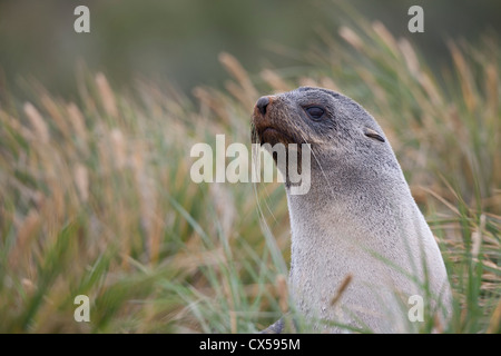 Antarctic Fur Seal (Arctocephalus gazella), female Salisbury Plain on South Georgia Island. Stock Photo