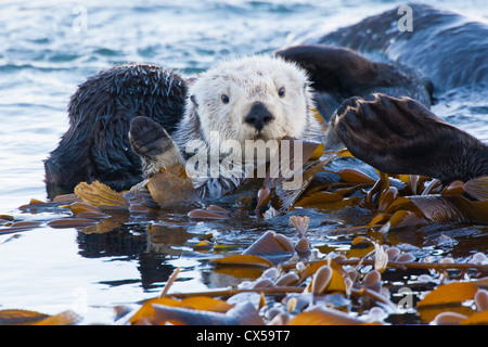 USA, California, San Luis Obispo County. Sea otter wrapped in kelp. Stock Photo