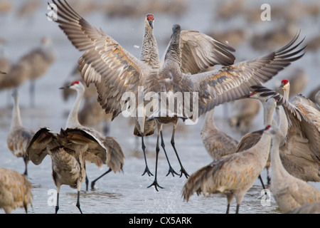 platte nebraska alamy cranes sandhill kearney dancing river near north