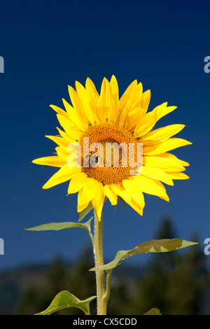 A bumble bee is on a sunflower gathering pollen. Stock Photo