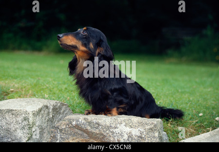 SIDE VIEW OF ADULT LONG-HAIRED DACHSHUND IN YARD / IRELAND