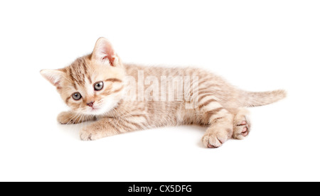 Little baby kitten lying isolated on white Stock Photo