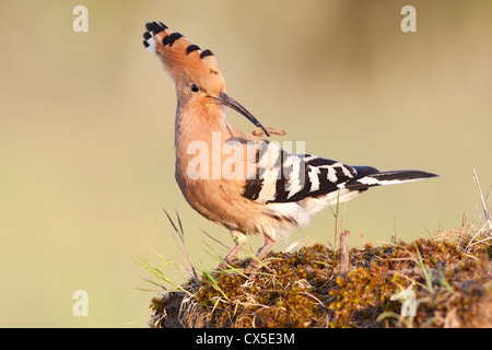 Eurasian hoopoe (Upapa epops) on a mossy tree stump in golden morning light, holding a recently caught caterpillar Stock Photo