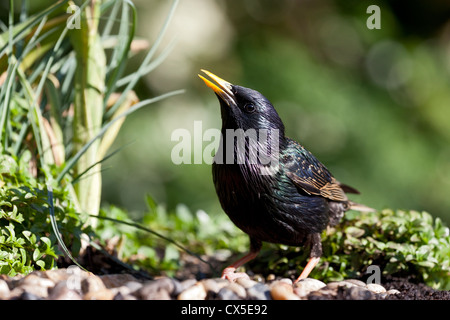 Adult starling (sturnus vulgaris) showing bright colours in a sunny garden, England Stock Photo